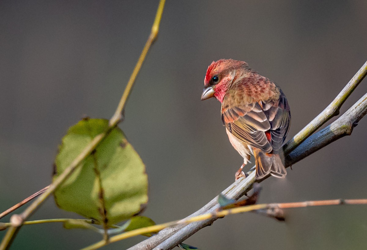 Common Rosefinch - ML550241161