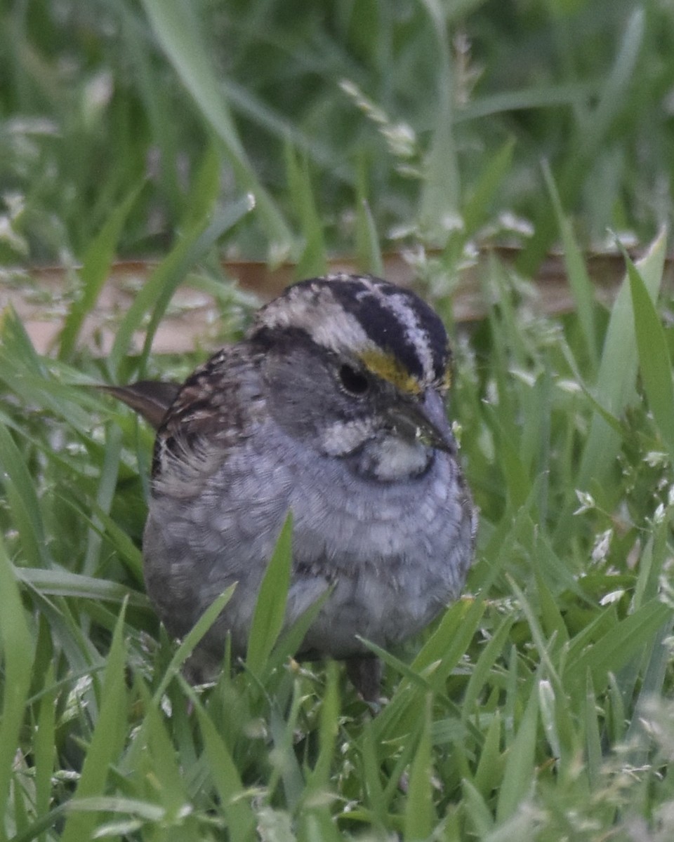 White-throated Sparrow - ML550241341
