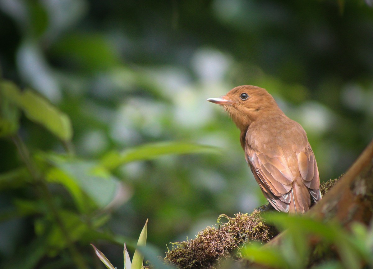 Rufous Mourner - ML550241451