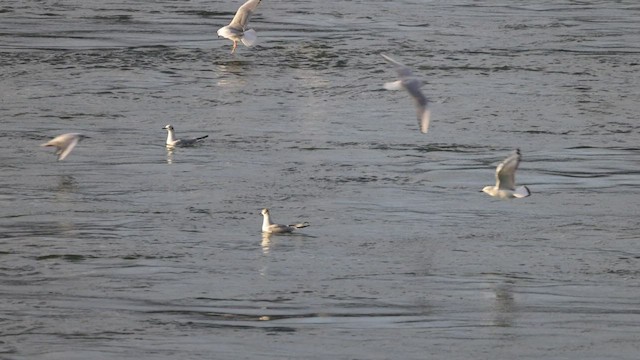 Mouette de Bonaparte - ML550241501