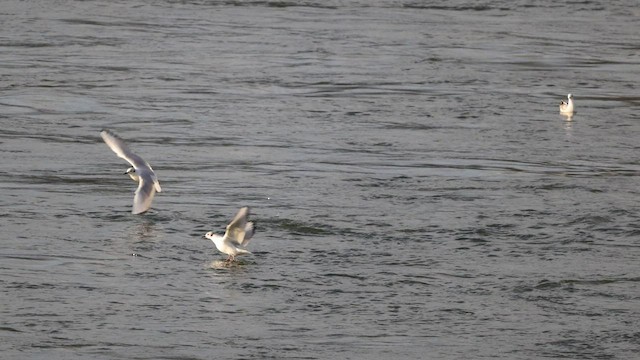 Mouette de Bonaparte - ML550241511