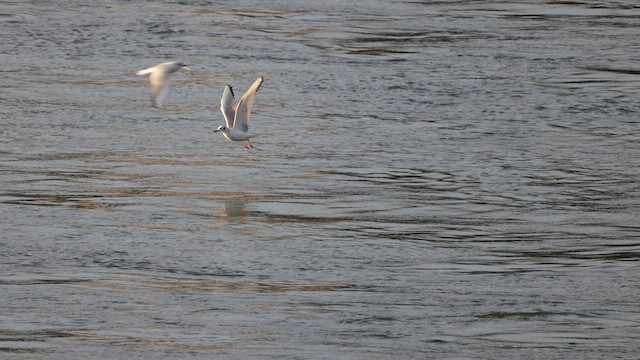 Mouette de Bonaparte - ML550241591