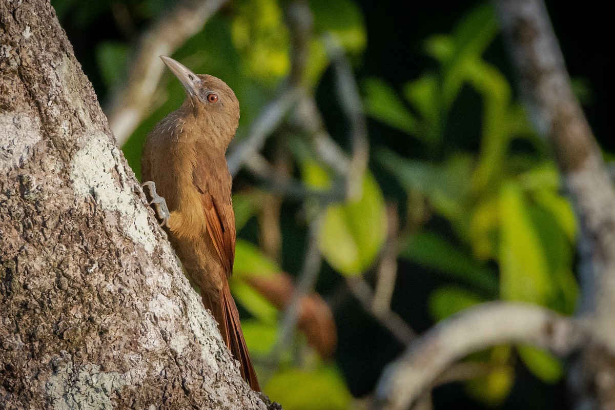 Cinnamon-throated Woodcreeper (devillei) - ML550241811