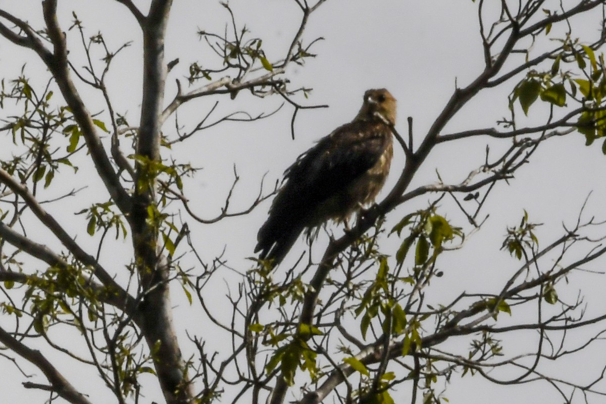 Whistling Kite - ML550243241