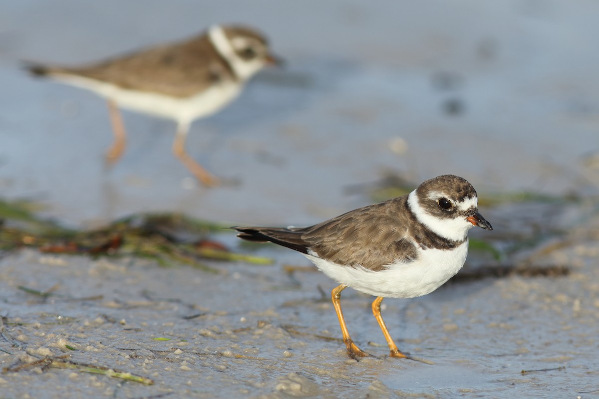 Semipalmated Plover - Vince Capp