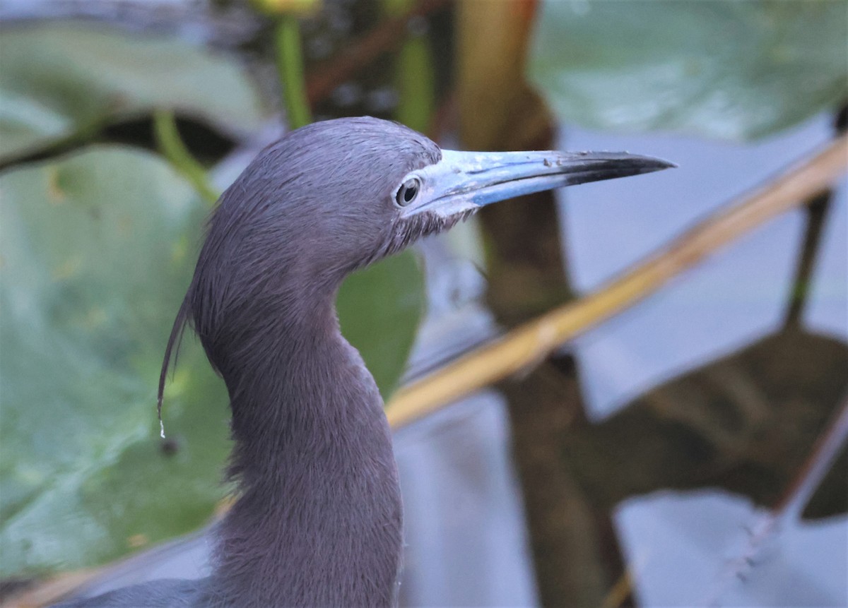 Little Blue Heron - ML550243951