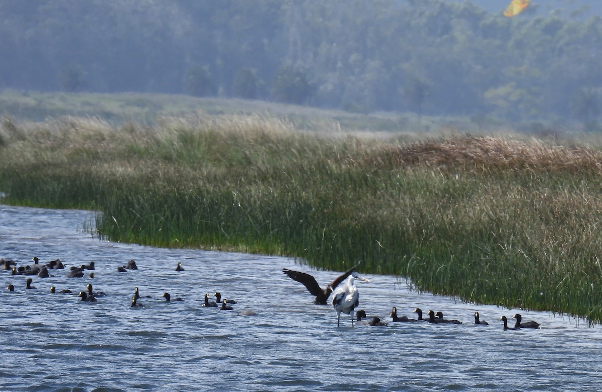 White-winged Coot - ML550244901