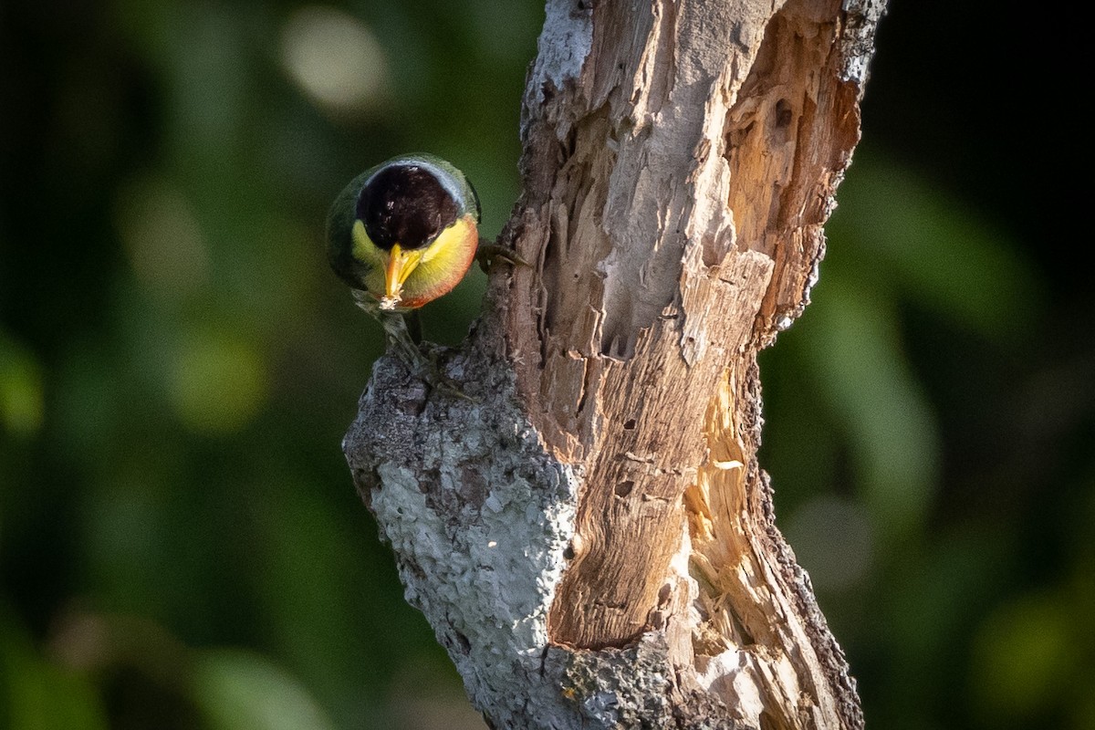 Lemon-throated Barbet (Lemon-throated) - ML550245231