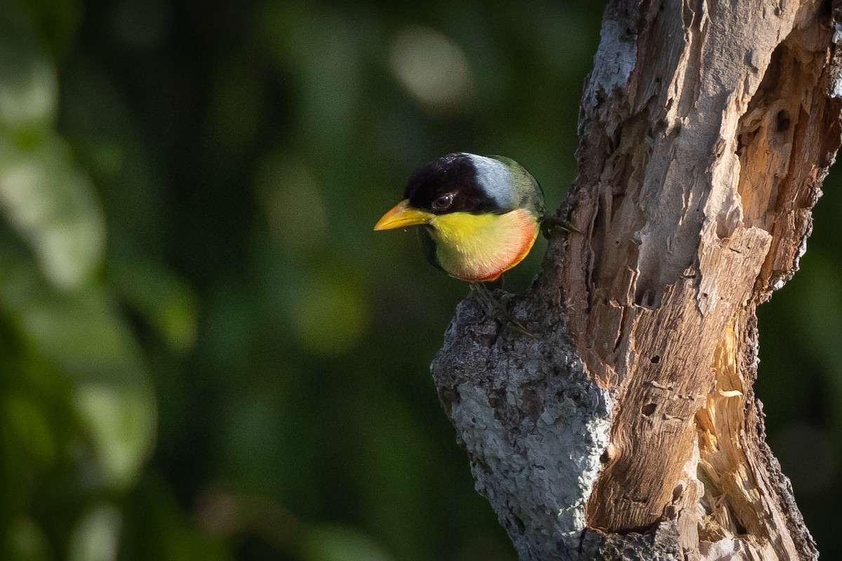 Limon Gerdanlı Barbet (richardsoni/nigriceps) - ML550245241