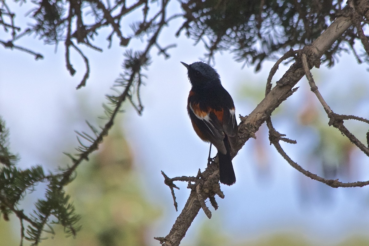 White-throated Redstart - ML550245251