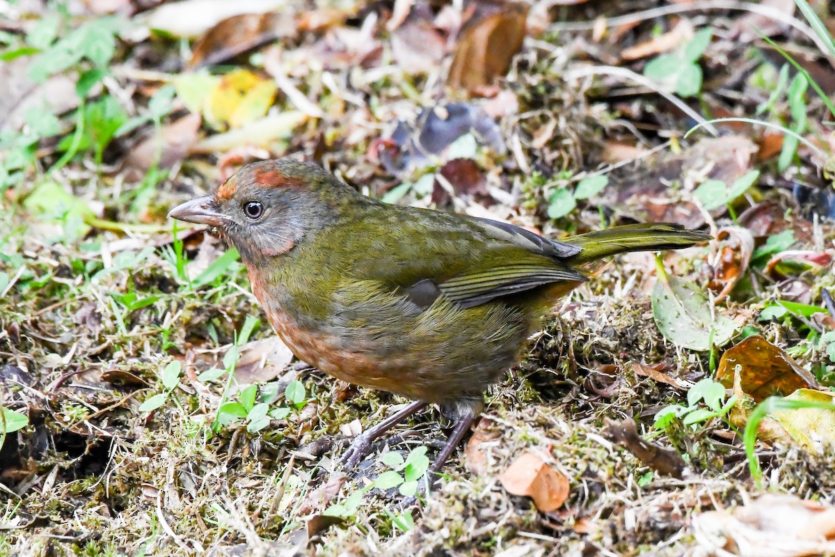 Rufous-naped Bellbird - ML550245821