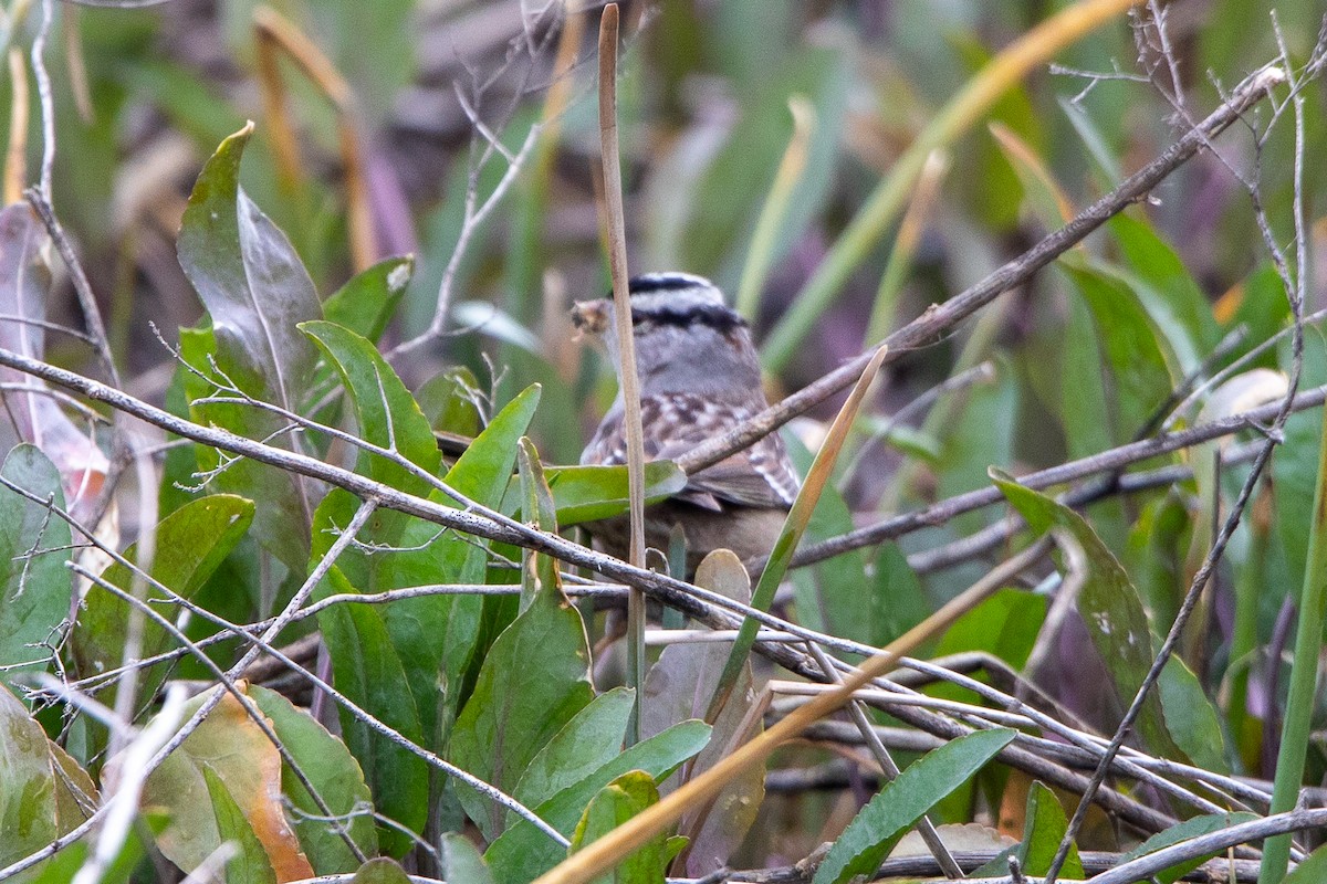 White-crowned Sparrow - ML550246491