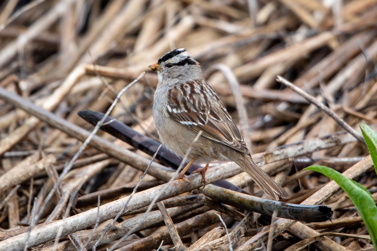 White-crowned Sparrow - Emerson Harman