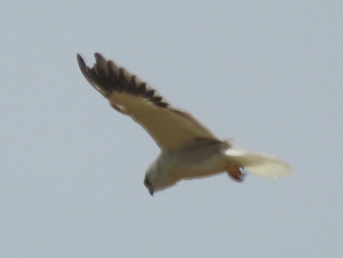 Black-winged Kite - ML550247601