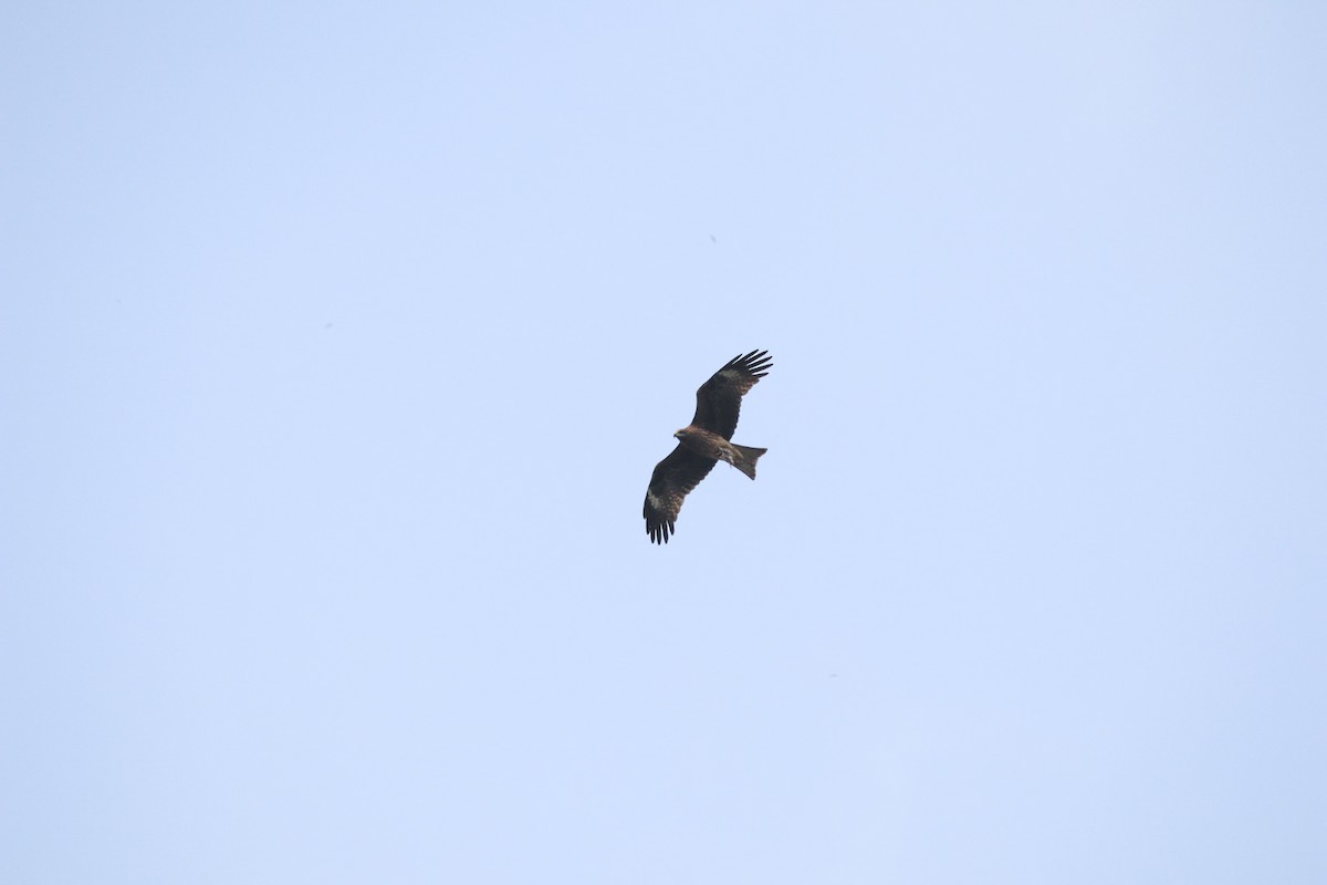 Black Kite - ML550248021