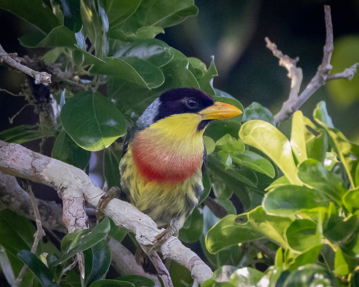 Lemon-throated Barbet (Lemon-throated) - ML550248311