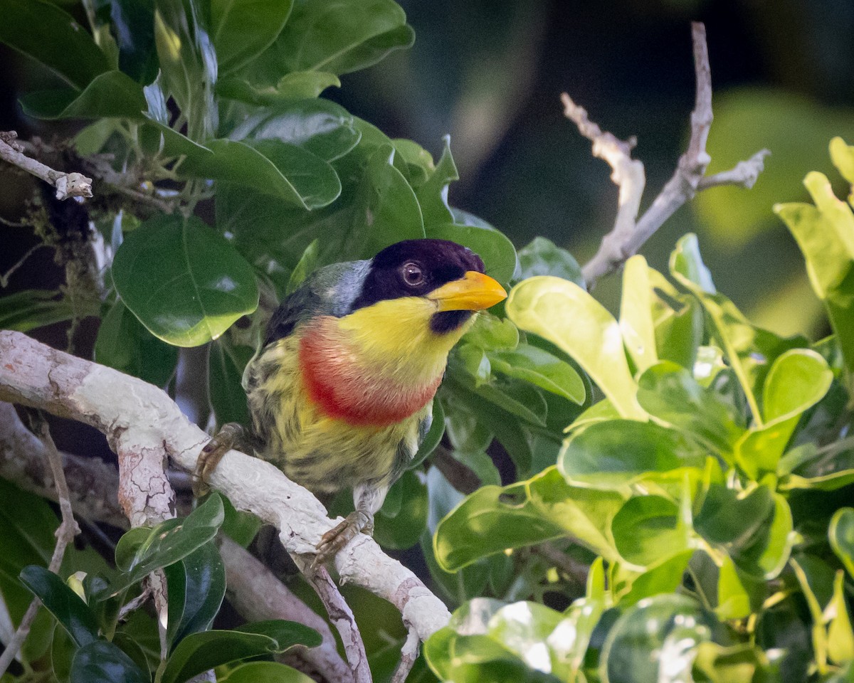 Lemon-throated Barbet (Lemon-throated) - Susan Brickner-Wren