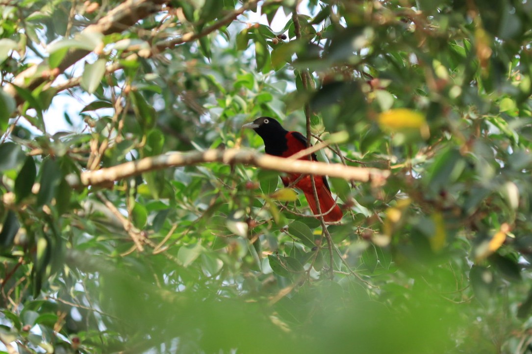 Maroon Oriole - ML550248451