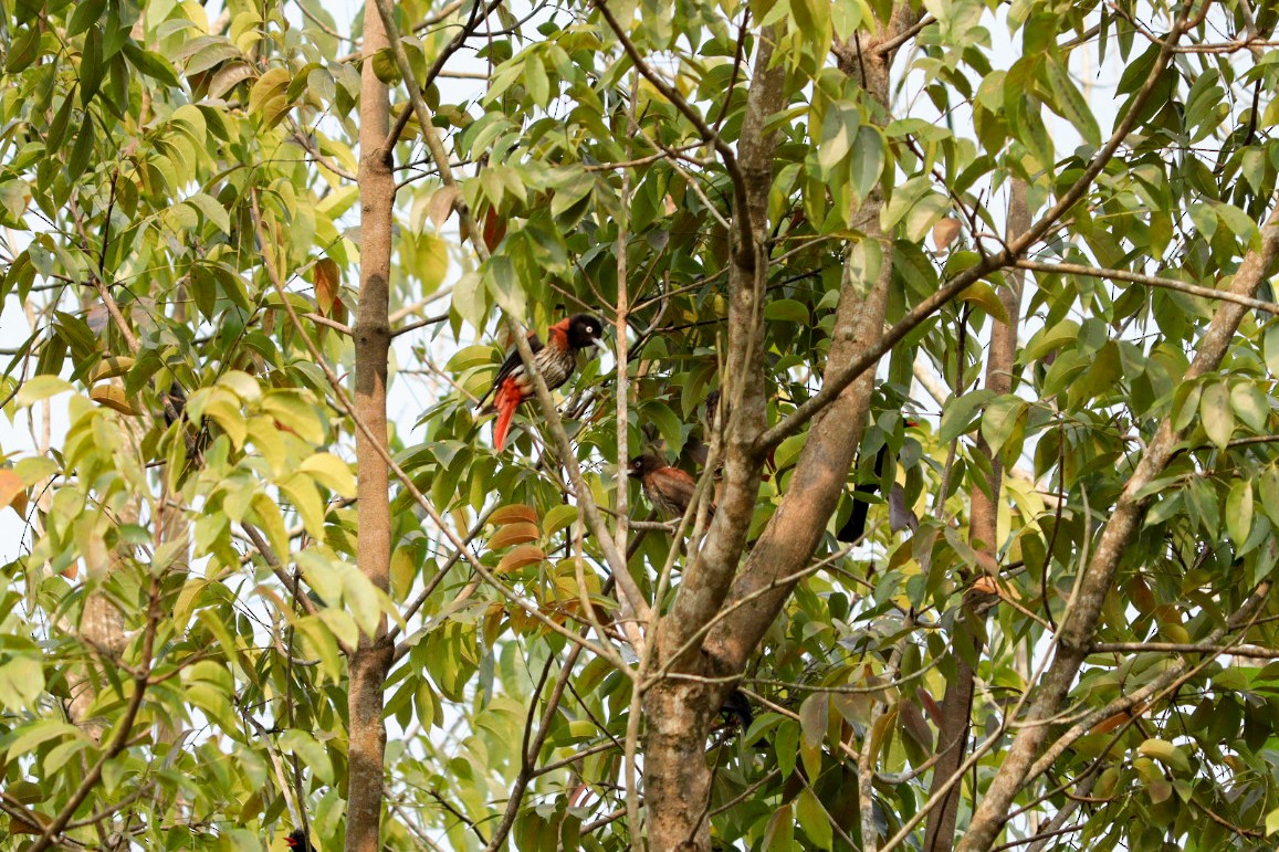 Maroon Oriole - birdway L