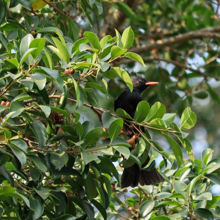 Black Bulbul - ML550248581