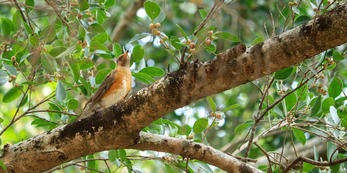 Brown-headed Thrush - ML550248681