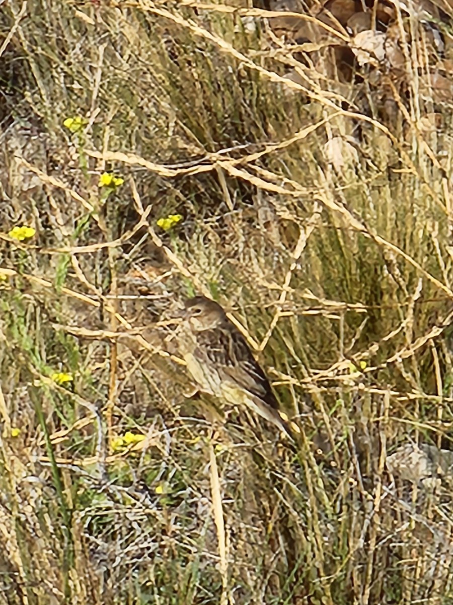 Grassland Yellow-Finch - Annick Morgenthaler