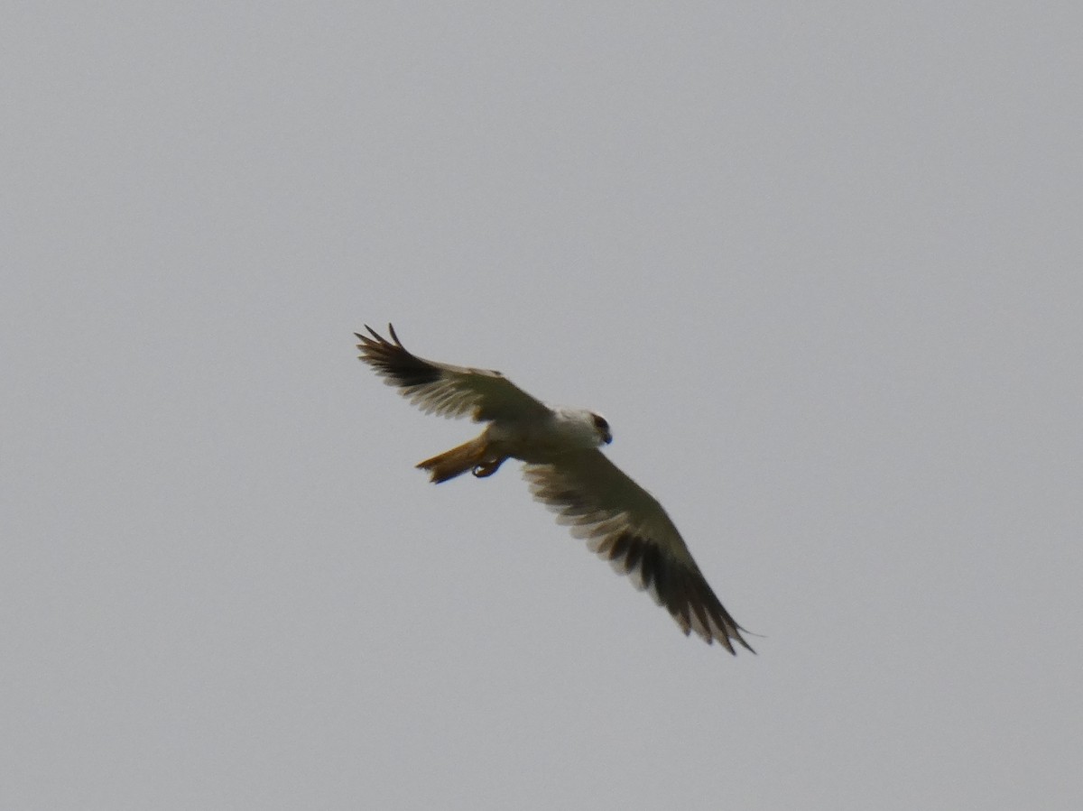 Black-winged Kite - ML550248821