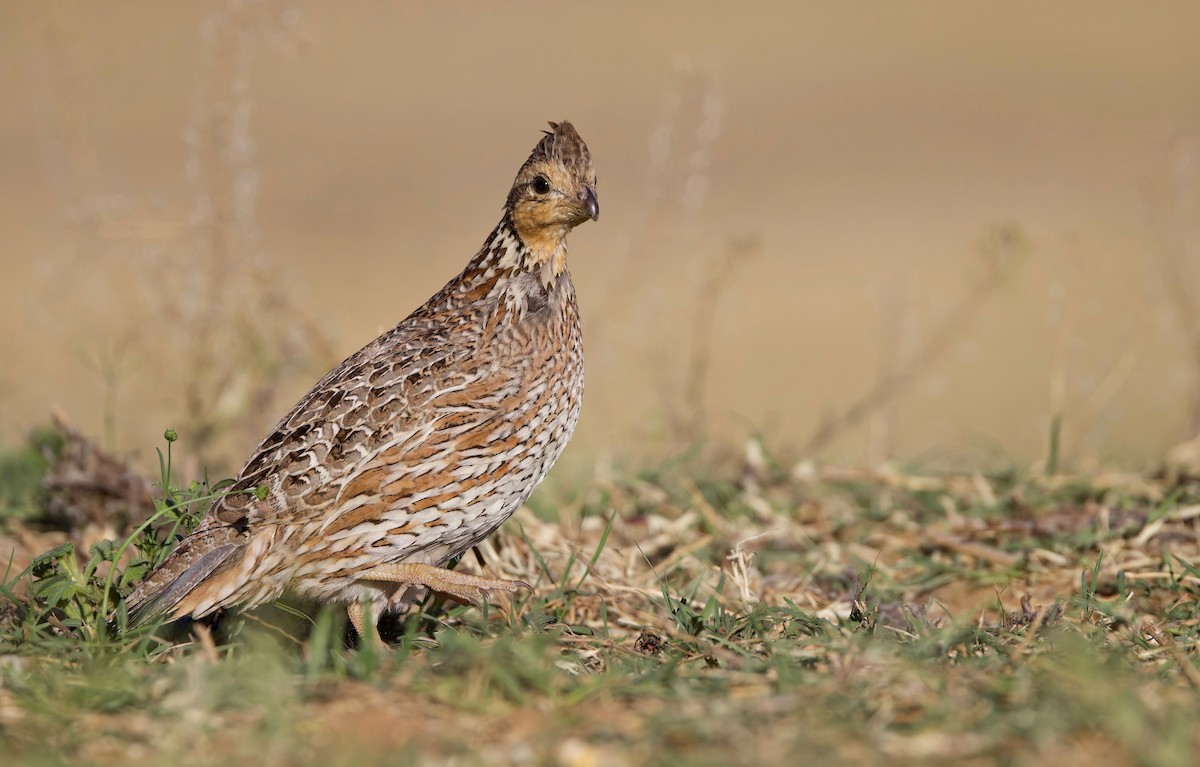 Northern Bobwhite - ML550248921