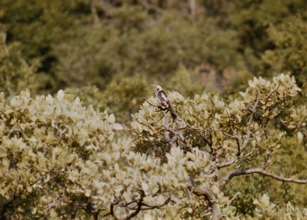 Syrian Woodpecker - ML550250031