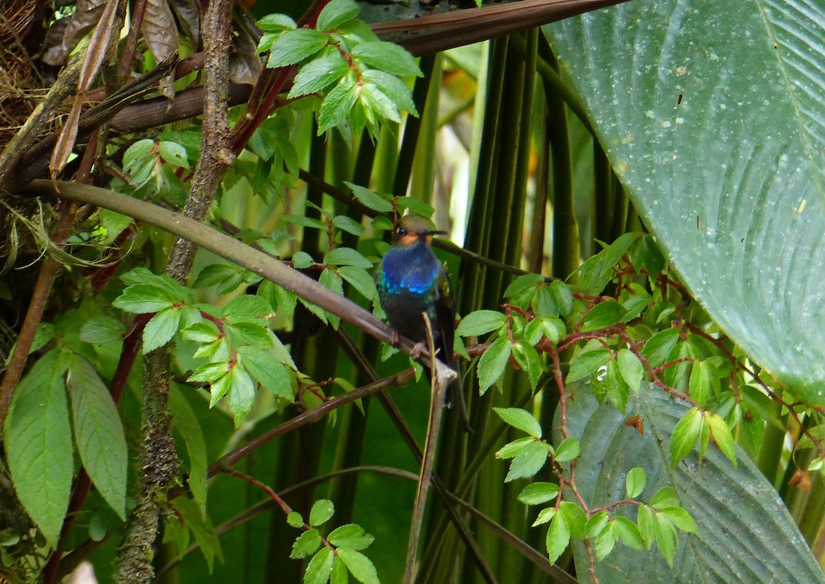 kolibřík irisový - ML550251531