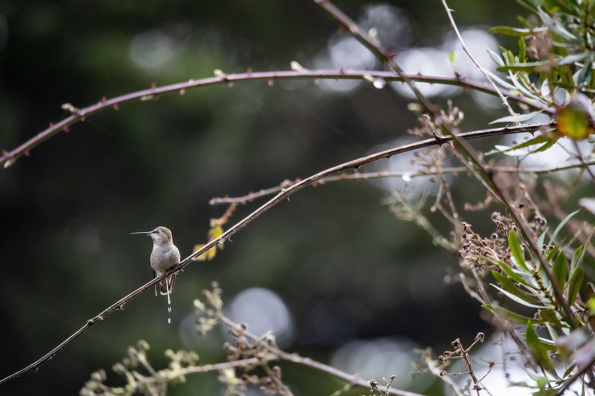 Colibrí de Anna - ML550251551