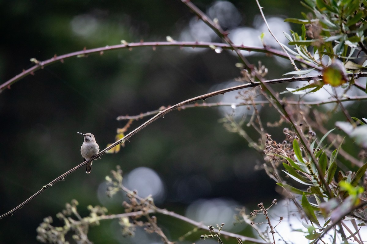 Anna's Hummingbird - ML550251561