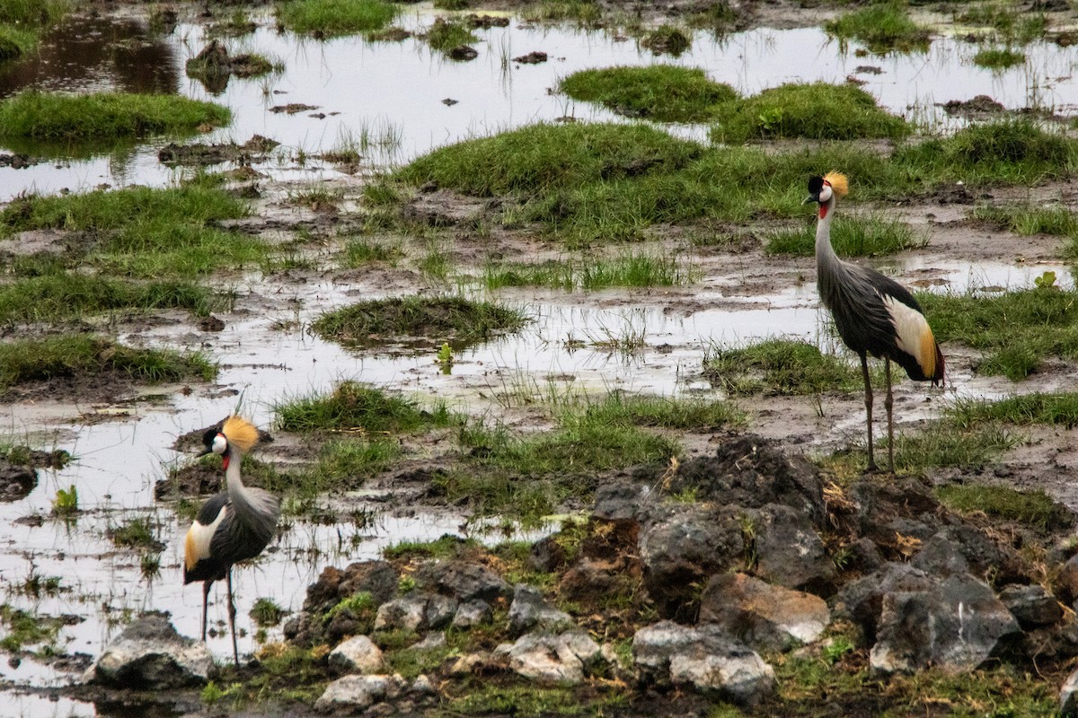 Gray Crowned-Crane - ML550251831