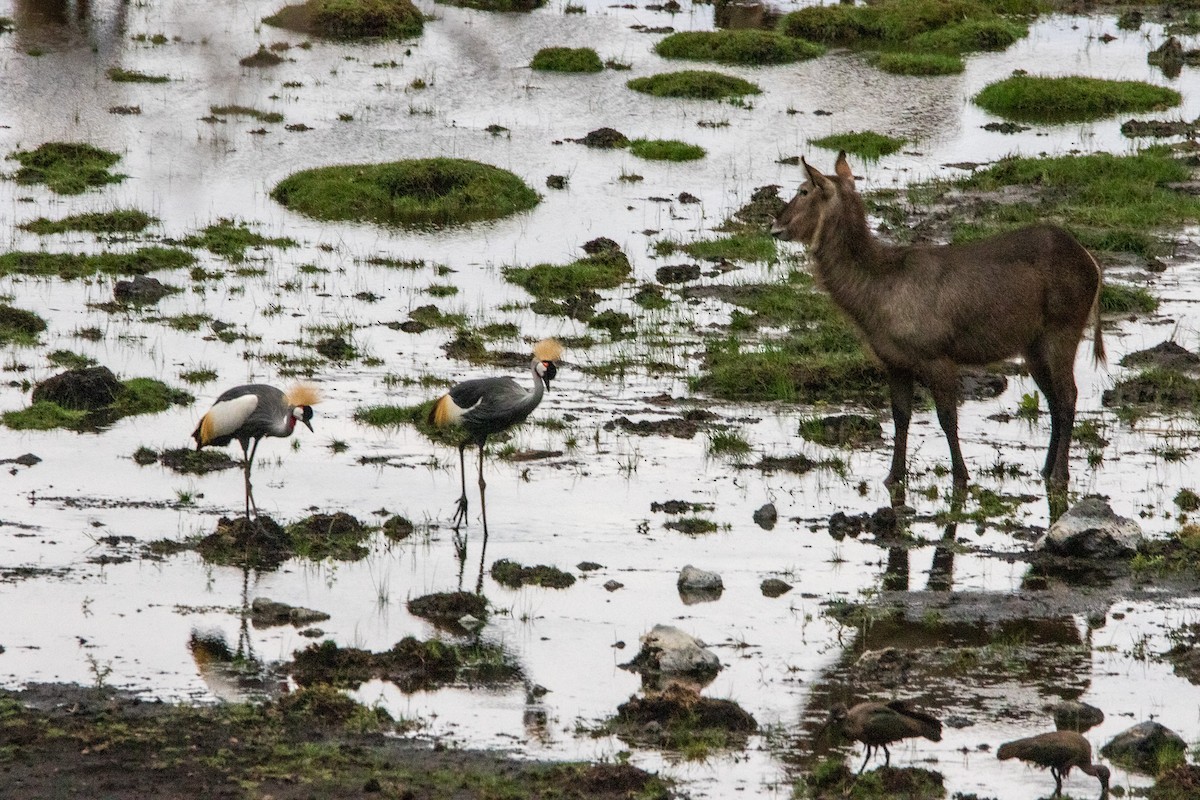 Gray Crowned-Crane - ML550251841