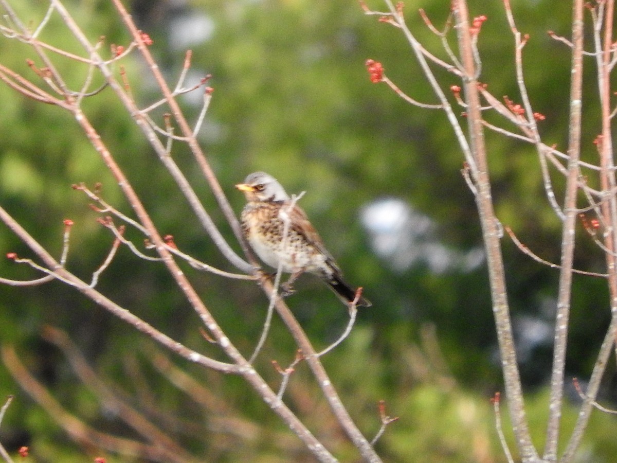 Fieldfare - ML55025241