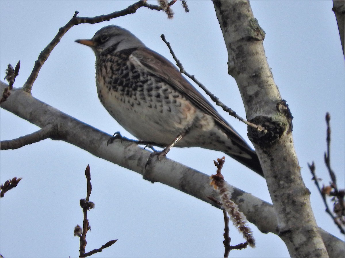 Fieldfare - ML55025251