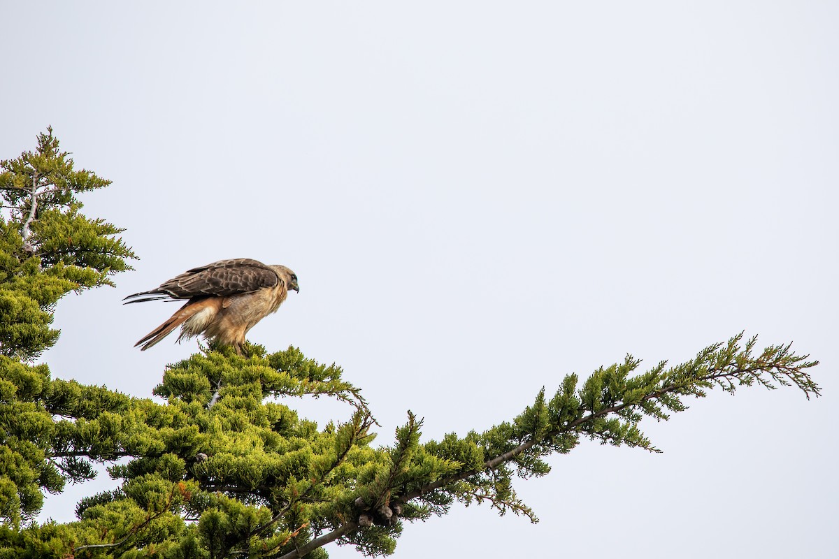 Red-tailed Hawk - ML550252671