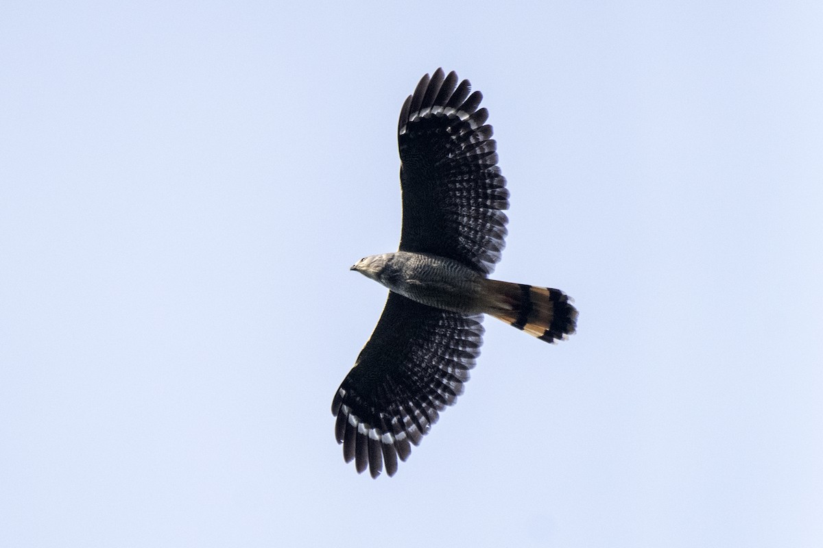 Crane Hawk - Luiz Carlos Ramassotti