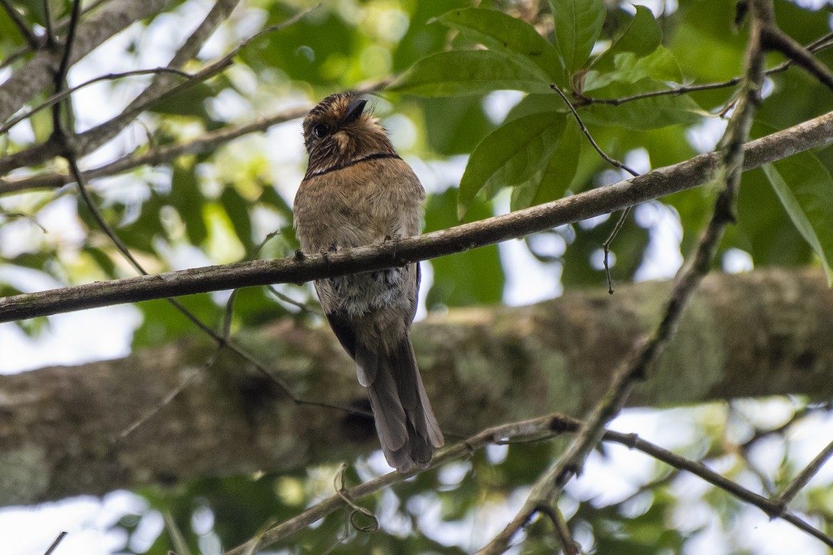 Crescent-chested Puffbird (Greater) - Luiz Carlos Ramassotti