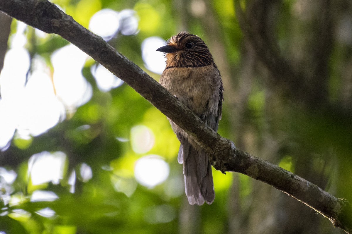 Crescent-chested Puffbird (Greater) - Luiz Carlos Ramassotti