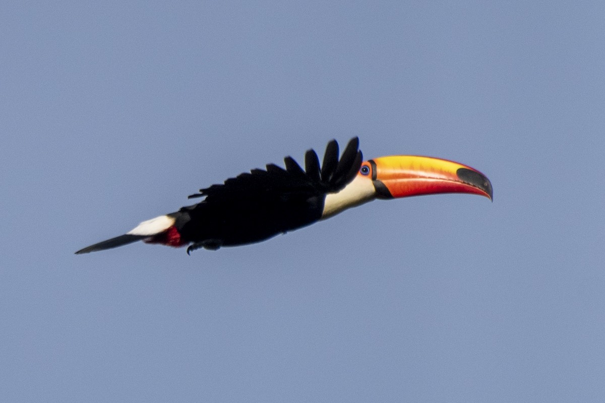 Toco Toucan - Luiz Carlos Ramassotti