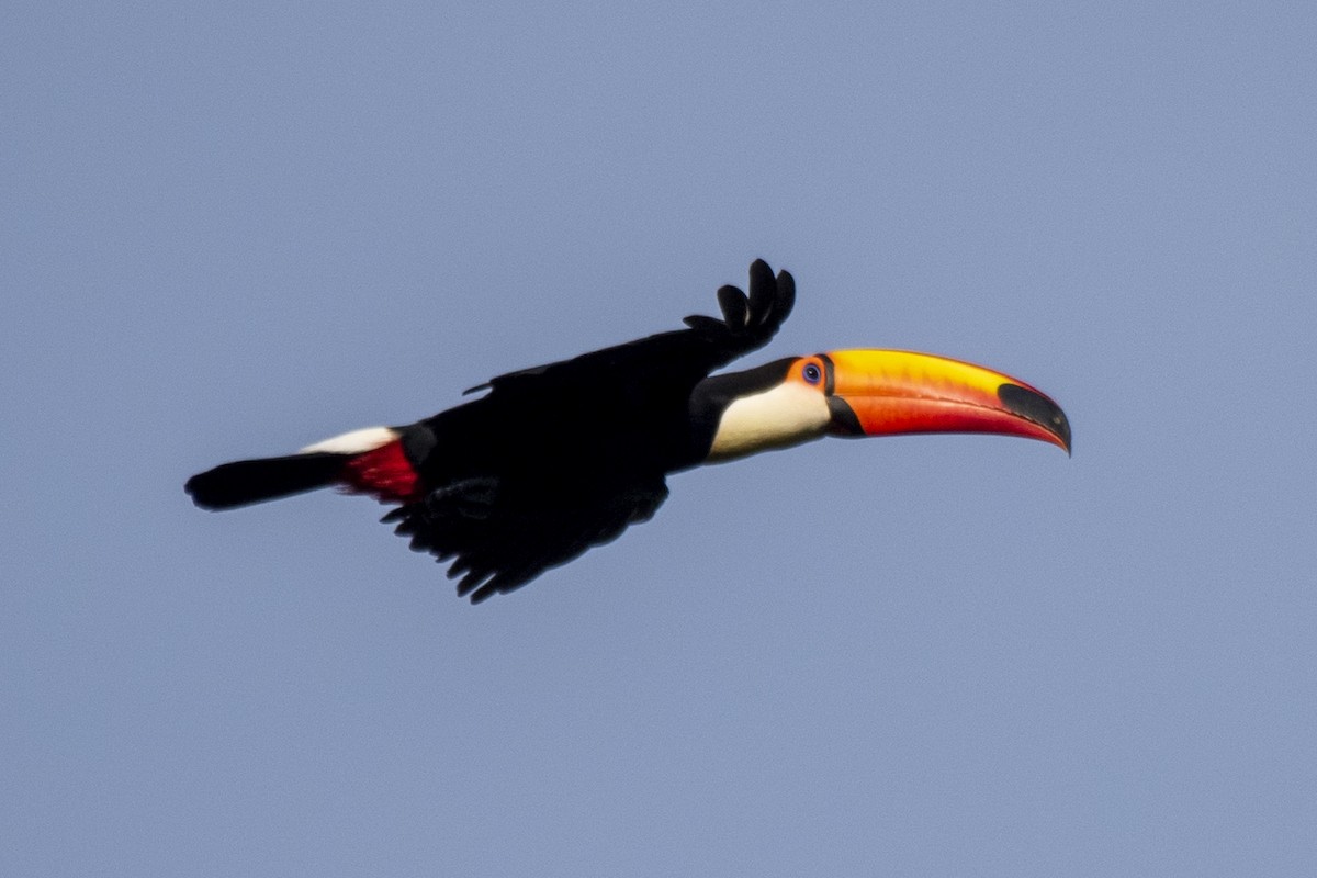 Toco Toucan - ML550252971