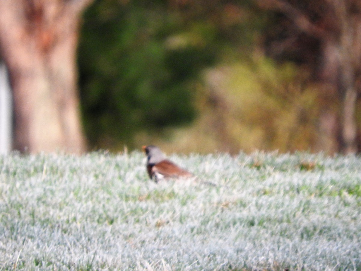 Fieldfare - ML55025301