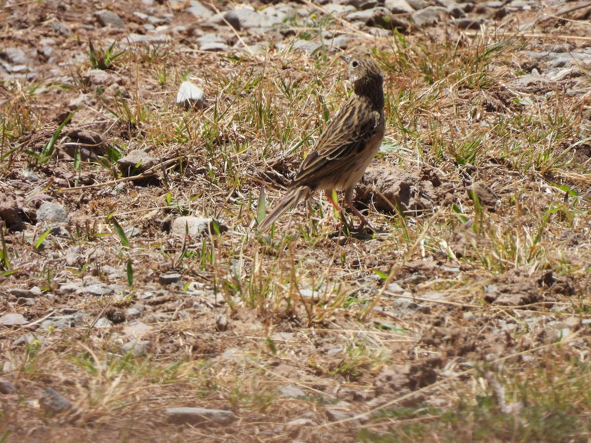 Correndera Pipit - ML550253101