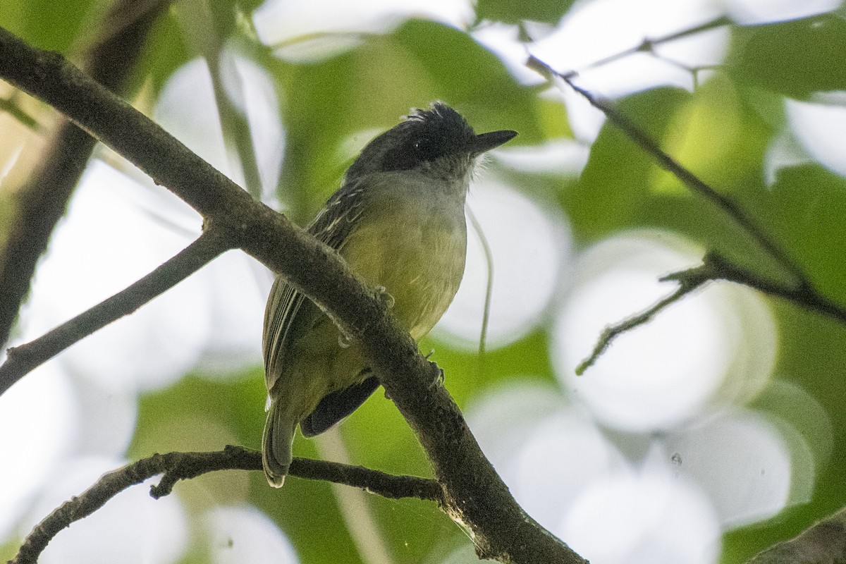 Plain Antvireo - ML550253131