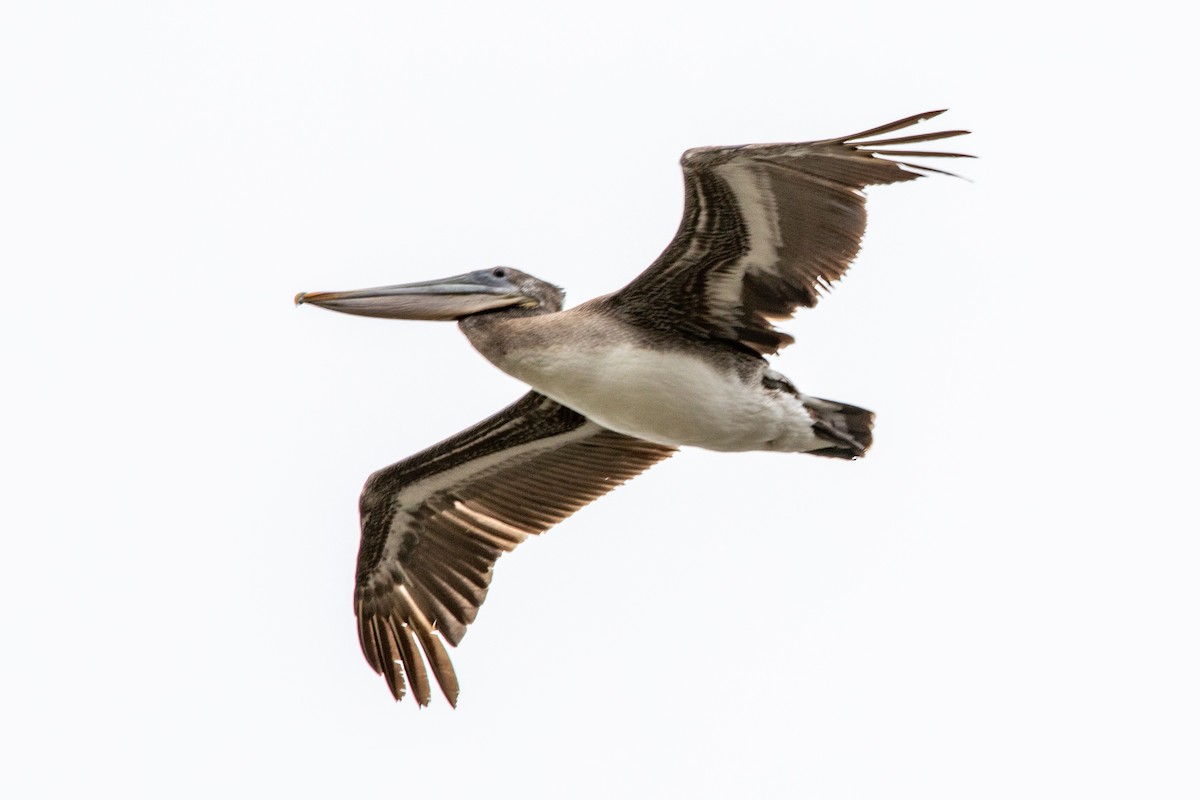 pelikán hnědý - ML550253161