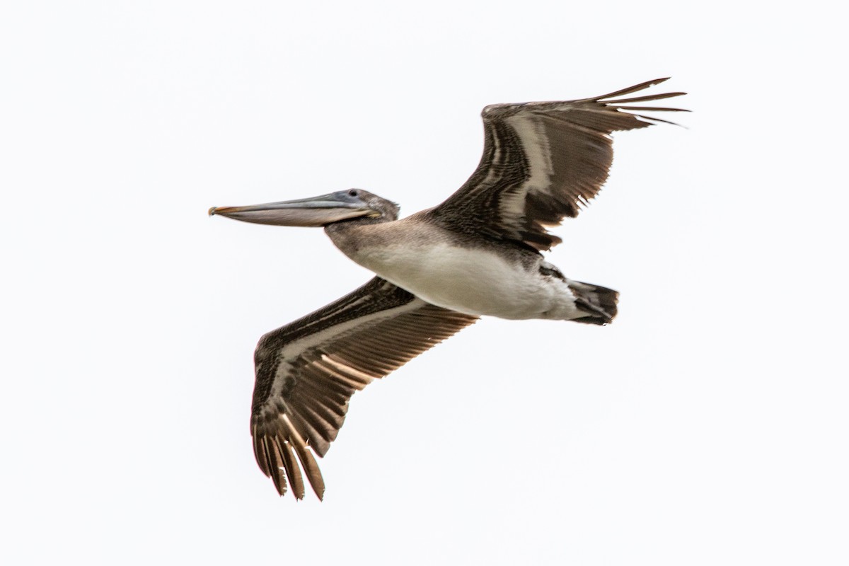 Brown Pelican - ML550253161