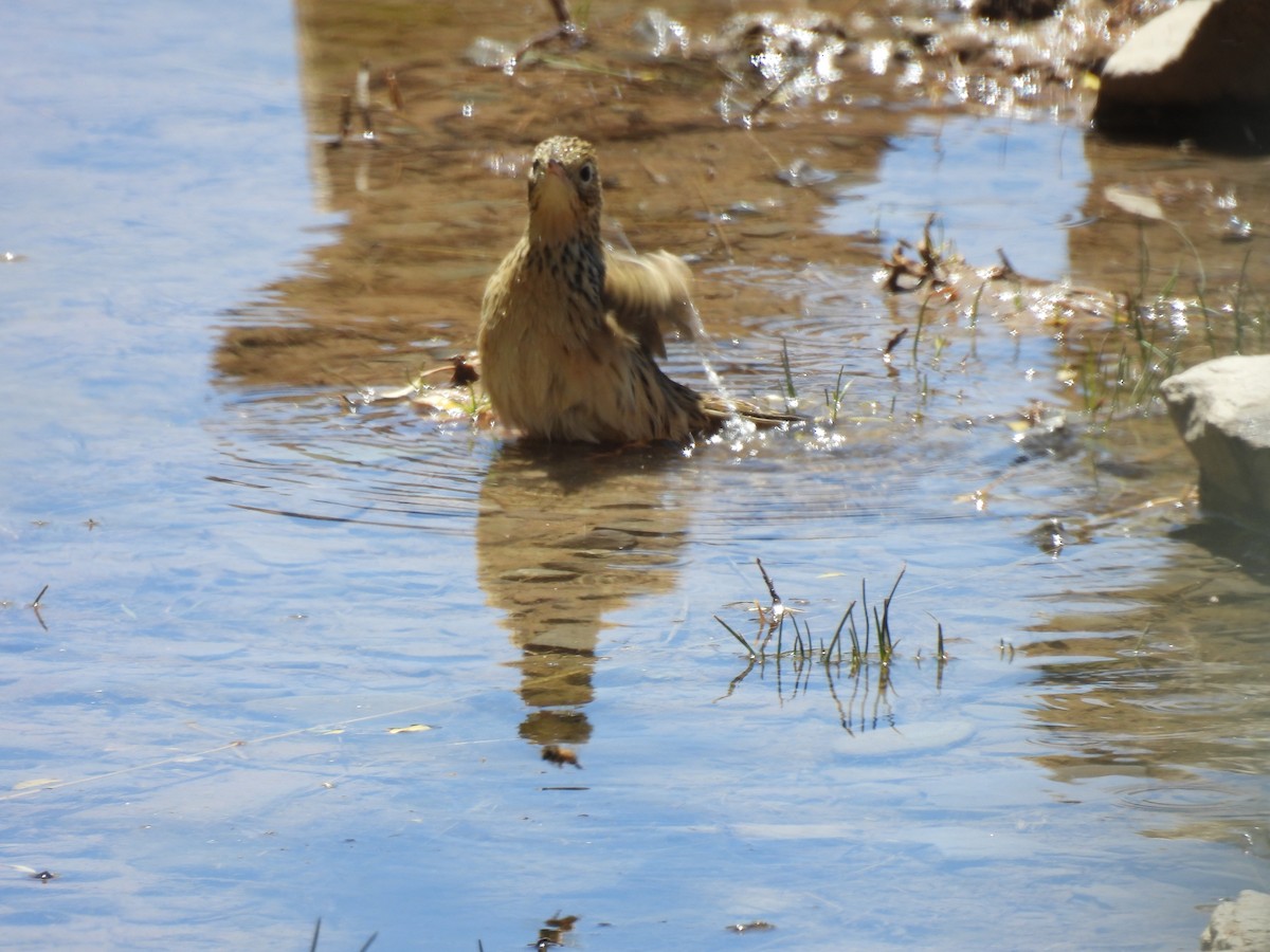 Correndera Pipit - ML550253751