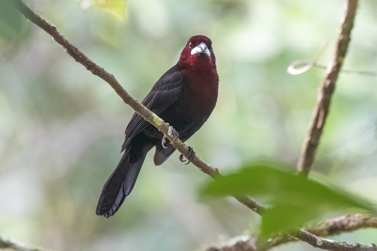 Silver-beaked Tanager - Luiz Carlos Ramassotti