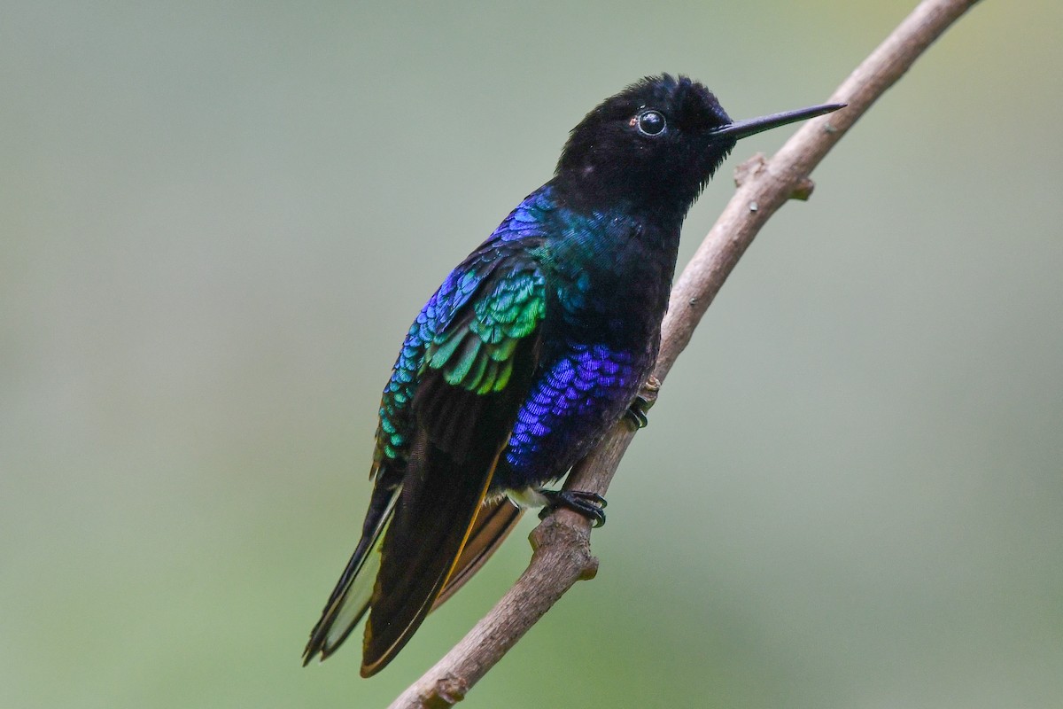 Velvet-purple Coronet - Christine Kozlosky